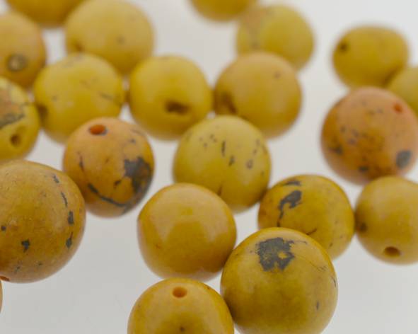 Paxiubão amarelo mostarda - Embalagem (D) 50 sementes